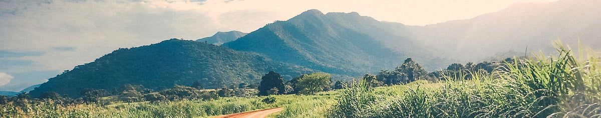 Origin Story: Cameroon Mt Oku Coffee
