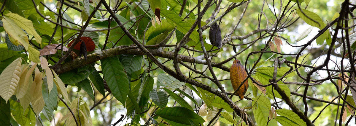 Highlights From Dominican Republic